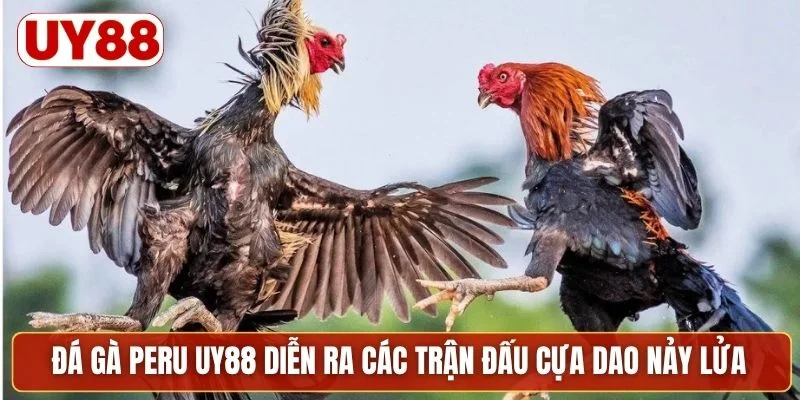 Đá gà Peru UY88 diễn ra các trận đấu cựa dao nảy lửa
