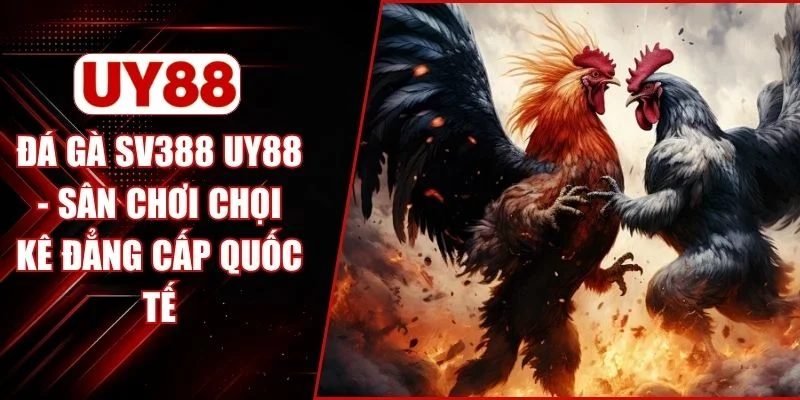 Đá Gà SV388 UY88 - Sân Chơi Chọi Kê Đẳng Cấp Quốc Tế