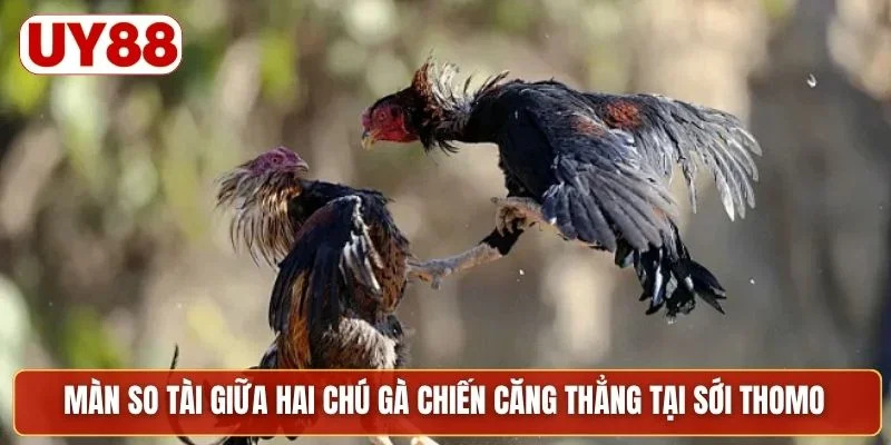 Màn so tài giữa hai chú gà chiến căng thẳng tại sới Thomo