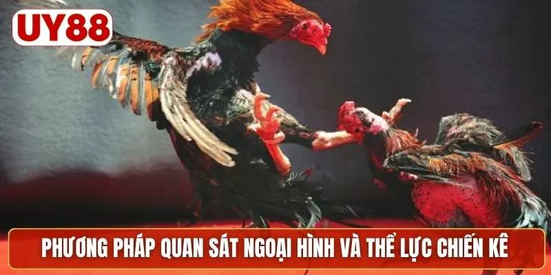 Phương pháp quan sát ngoại hình và thể lực chiến kê