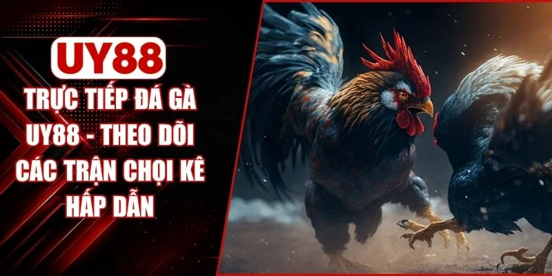 Trực Tiếp Đá Gà UY88 - Theo Dõi Các Trận Chọi Kê Hấp Dẫn